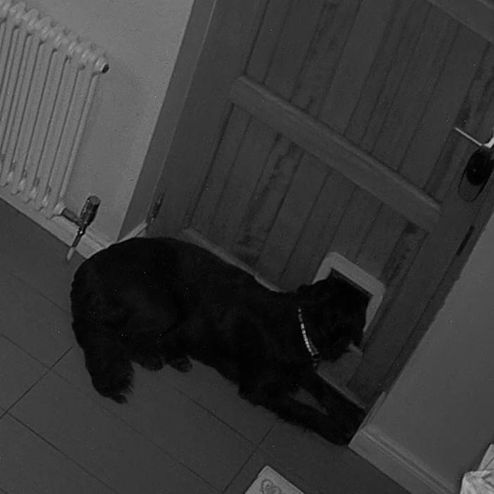 A screenshot from our security camera showing a black dog lying on the floor next to a door with his head sticking out of a cat flap.